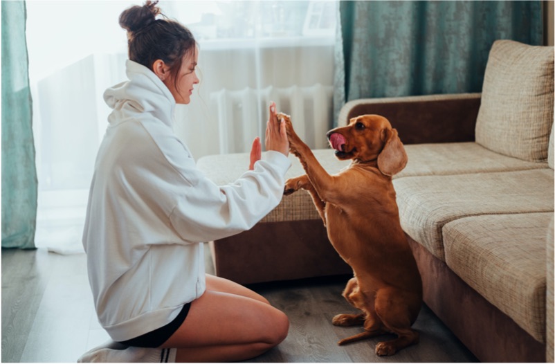 Indoor Games with Pets