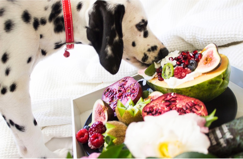 Holiday Food Dangers for Dogs and Cats